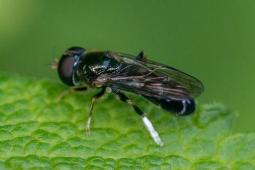 Eumerus flavitarsis